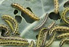 Togarigarden-pests-and-diseases-6.jpg; ?>